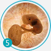 培养胚胎